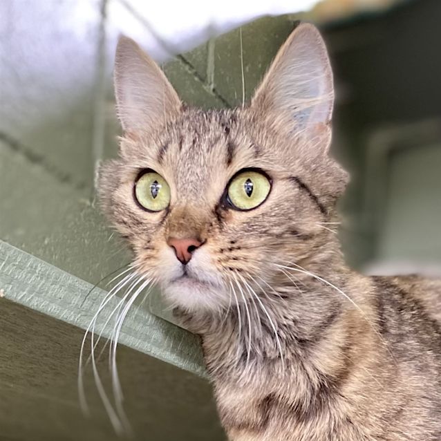Photo of Luna