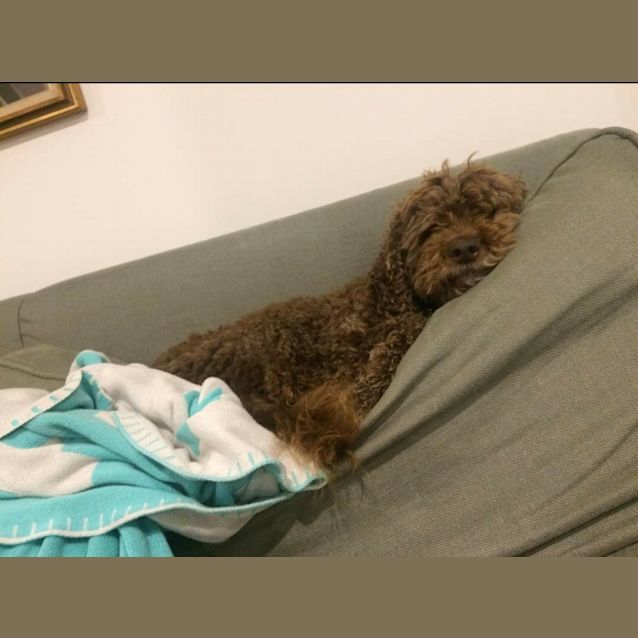 Photo of Oscar 