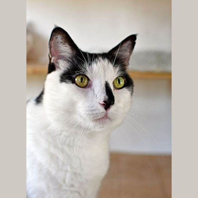 Photo of Domino 