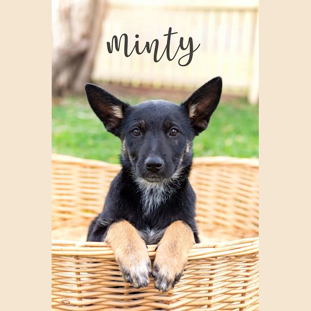 Photo of Minty