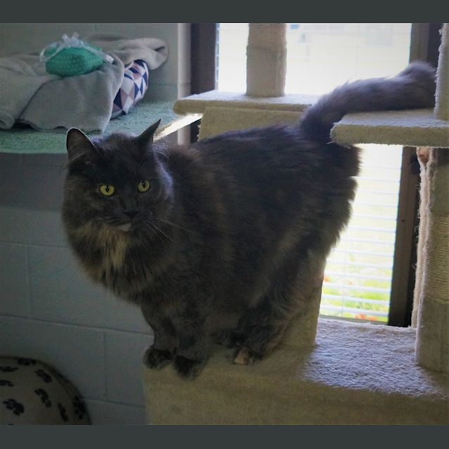 Photo of Misty