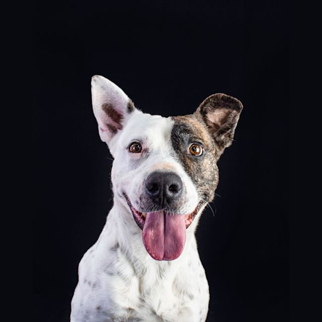 Photo of Freckles