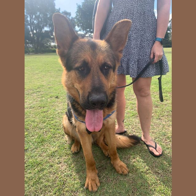 Photo of Thor ~ 2yr Old German Shepherd (On Trial 20/12/20)