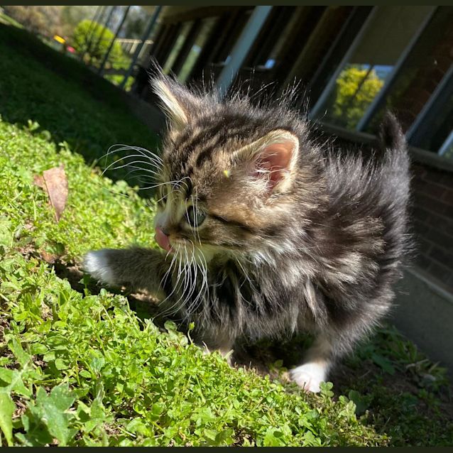 Photo of Kitty