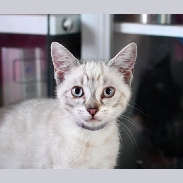 Photo of Smudge