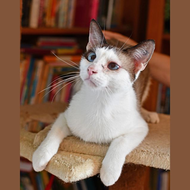 Photo of Cookie 