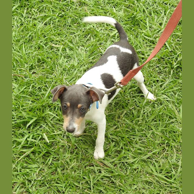 Photo of Tulip