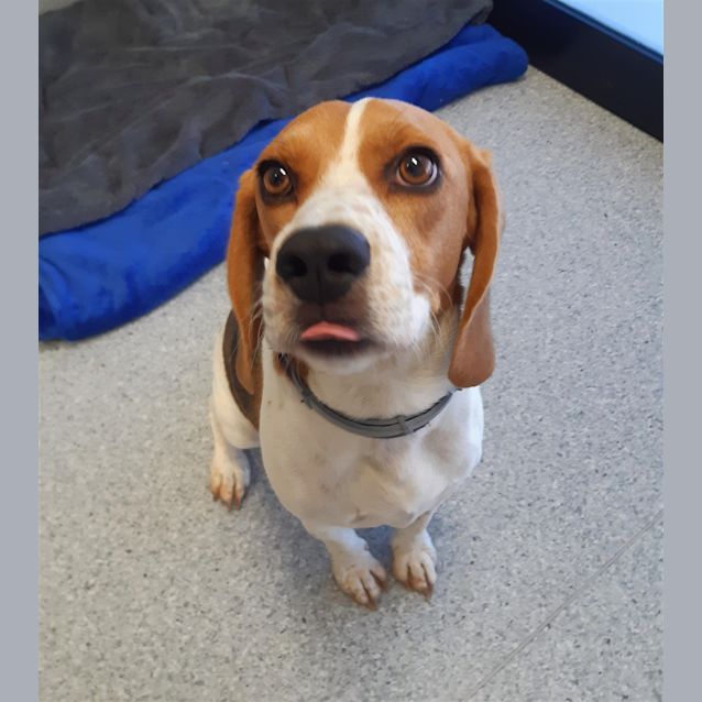 Photo of Daisy