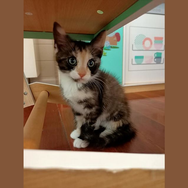 Photo of Ruby 