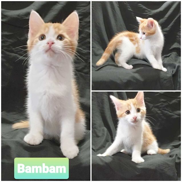 Photo of Bam Bam