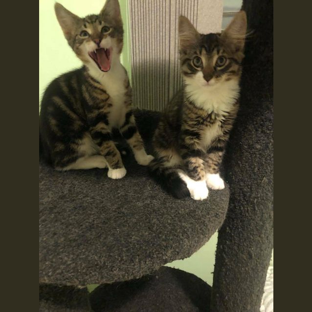 Photo of Lucca And Leticha