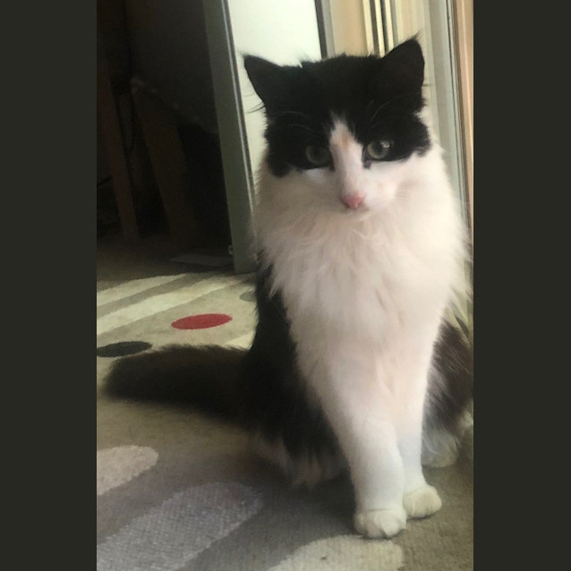 Photo of Havoc