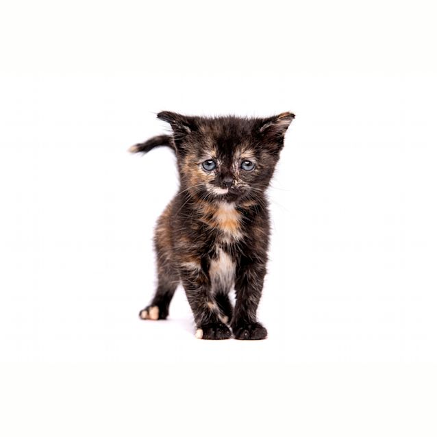 Photo of Tyche
