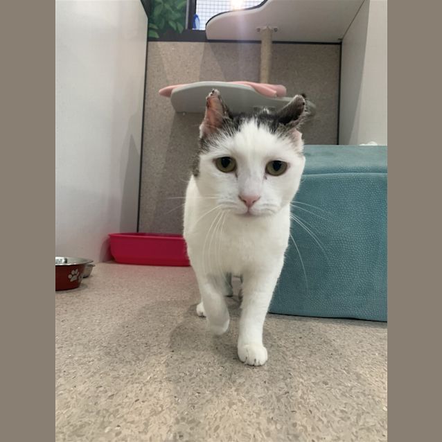 Photo of Penny