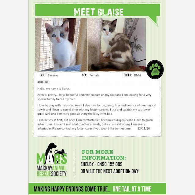 Blaise - Female Domestic Medium Hair Cat in QLD - PetRescue Blaise - Female Domestic Medium Hair Cat in QLD - PetRescue