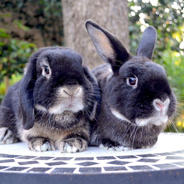 Photo of Bunsen And Ferla