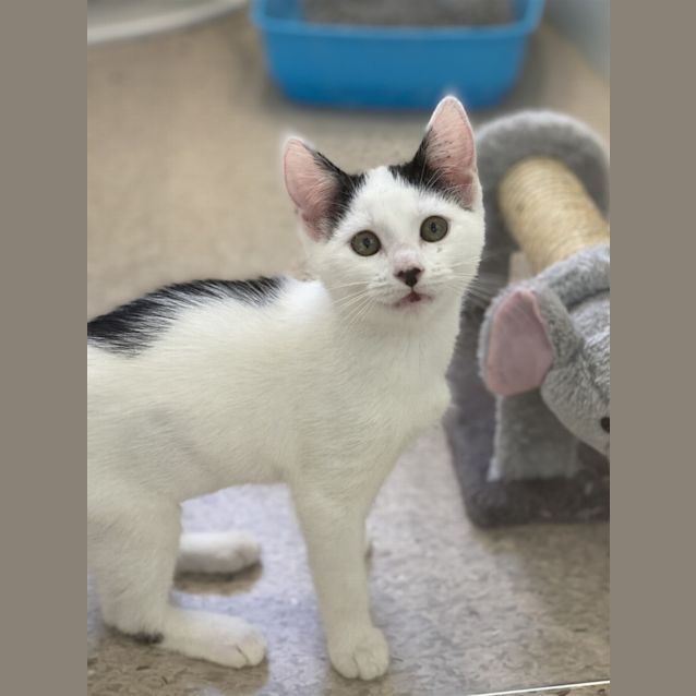 Photo of Smudge