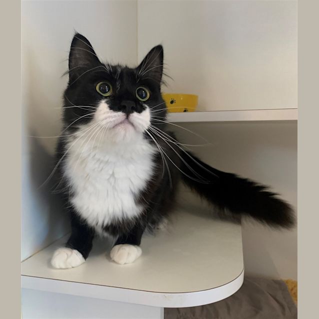 Photo of Penny