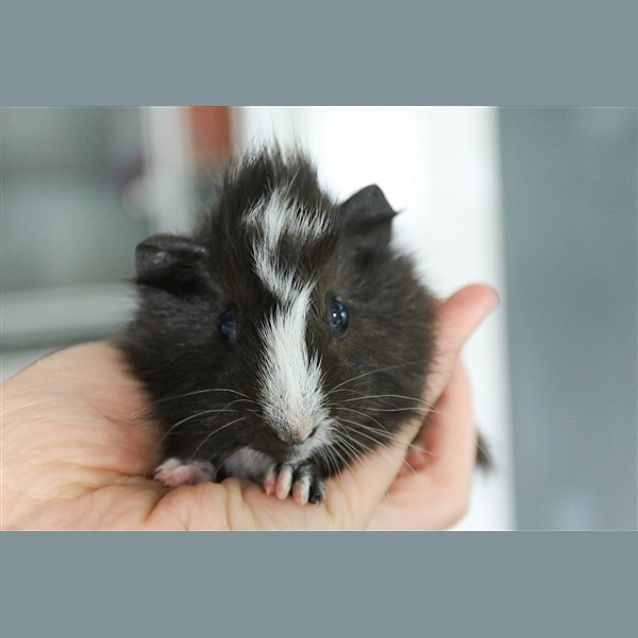 Photo of Gus