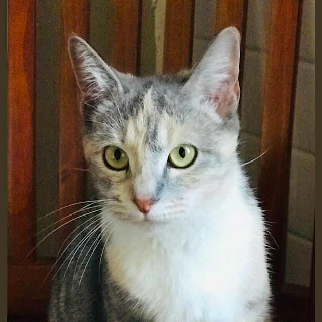 Photo of Sylvie ~1yr Old Tortoishell Cat(on Trial 20/11/20)