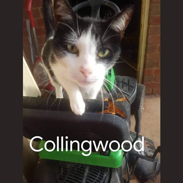 Photo of Collingwood