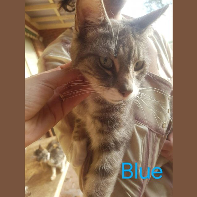 Photo of Blue