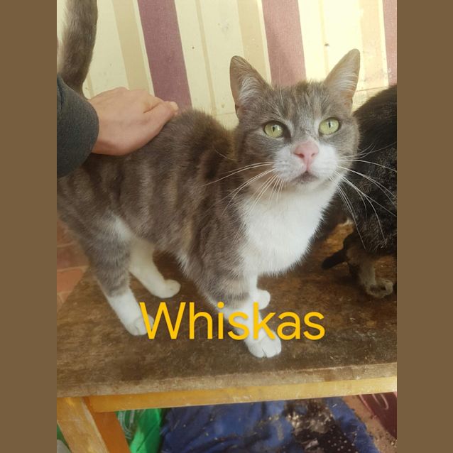 Photo of Whiskas