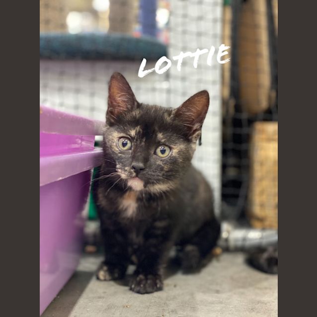 Photo of Lottie