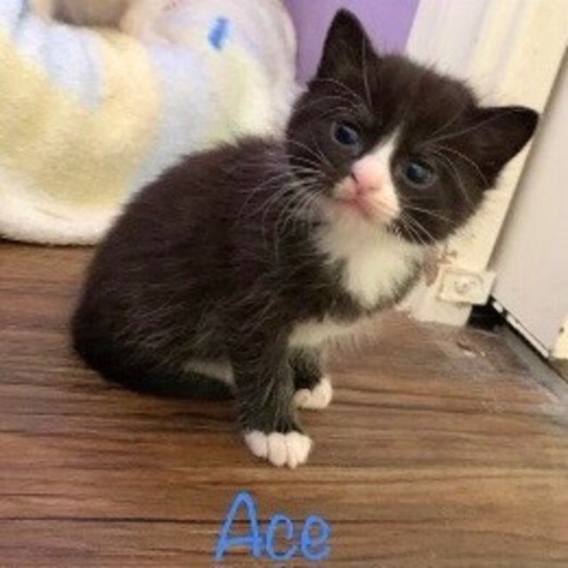 Photo of Ace