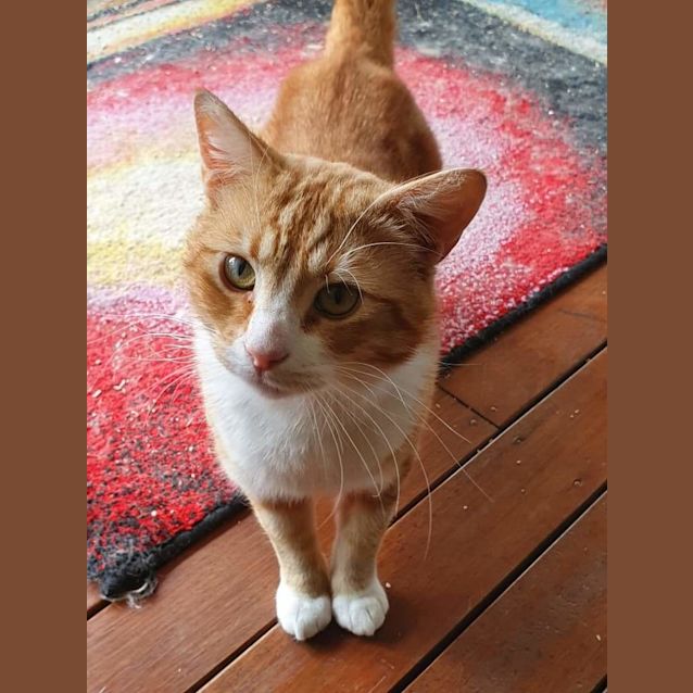 Photo of Braveheart 🧡