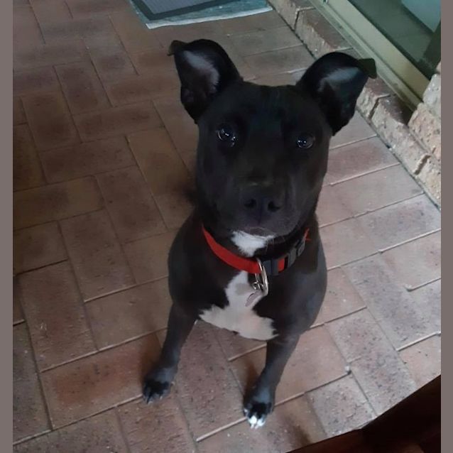 Photo of Shadow Dl2557