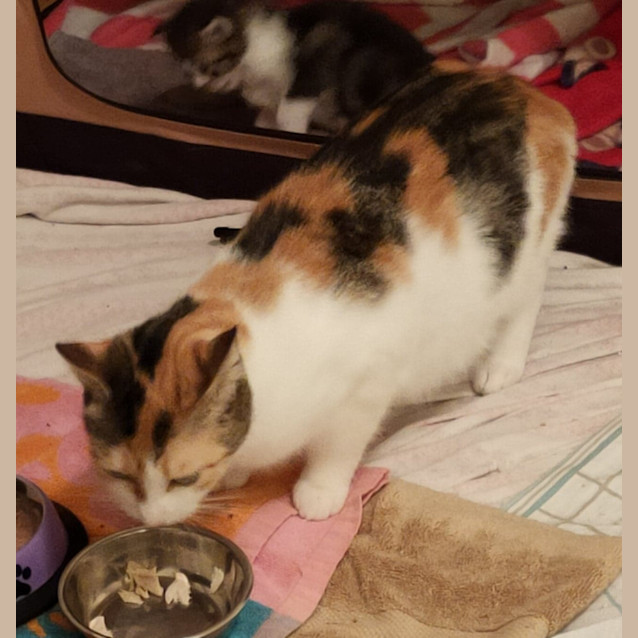Photo of Peaches