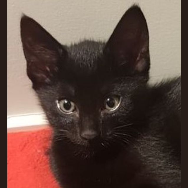 Photo of Aries