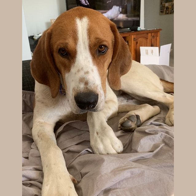 Photo of Buddy ~ 23mo Foxhound (On Trial 29/11/20)