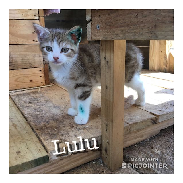 Photo of Lulu