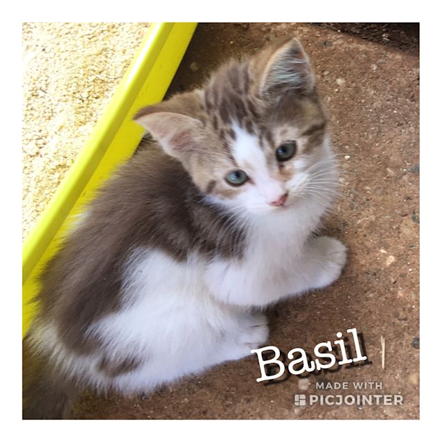 Photo of Basil