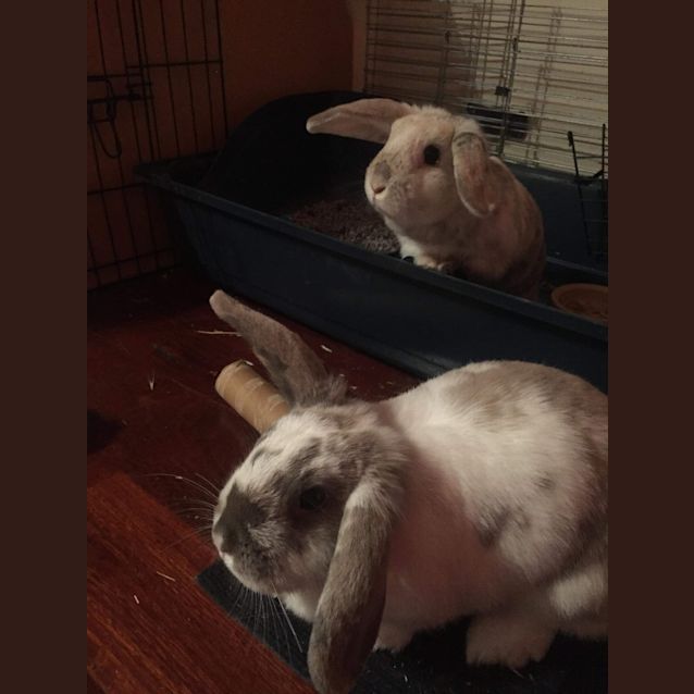 Photo of Cherry And Blossom