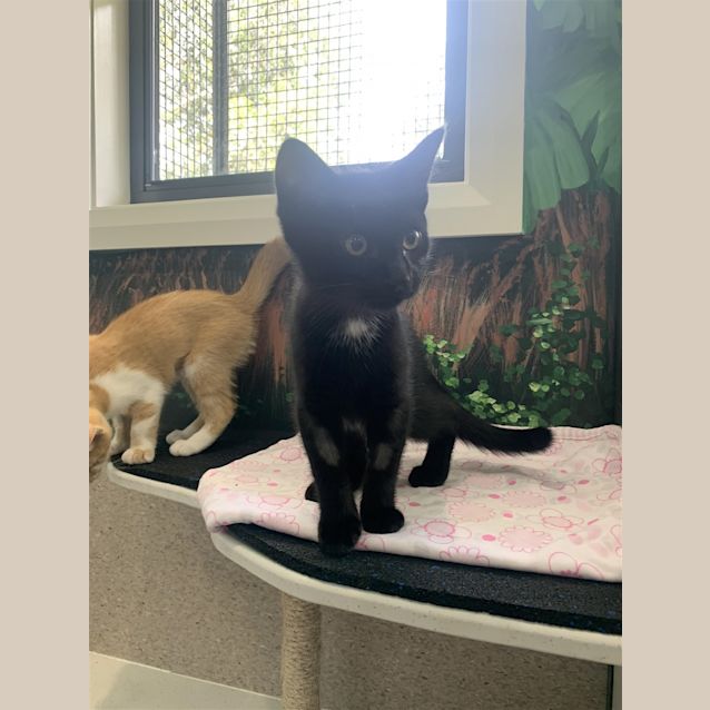 Photo of Nero