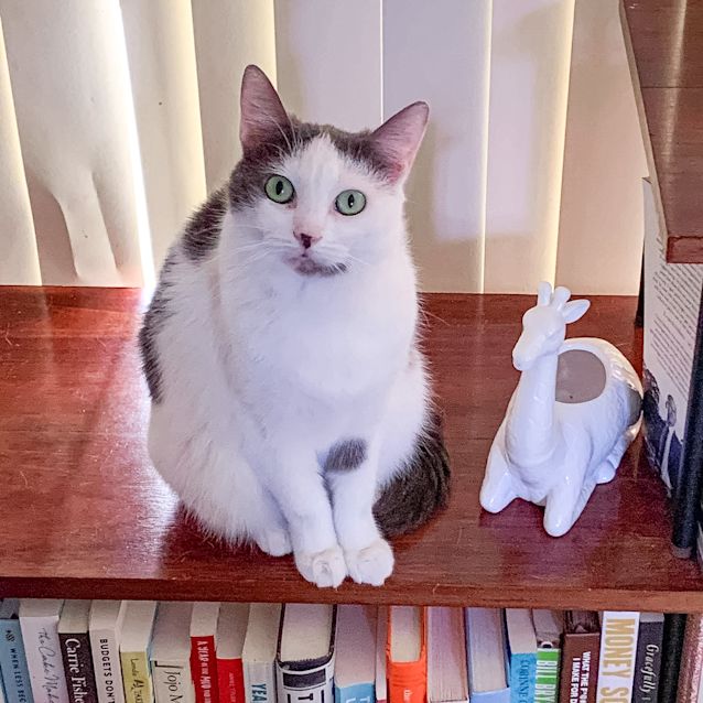 Photo of Sandi ~ 7 Year Old Cat (On Trial 05/12/20)