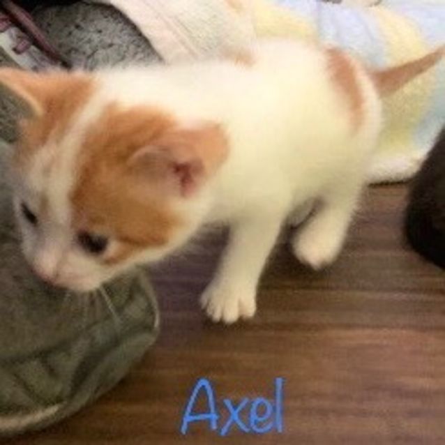 Photo of Axel