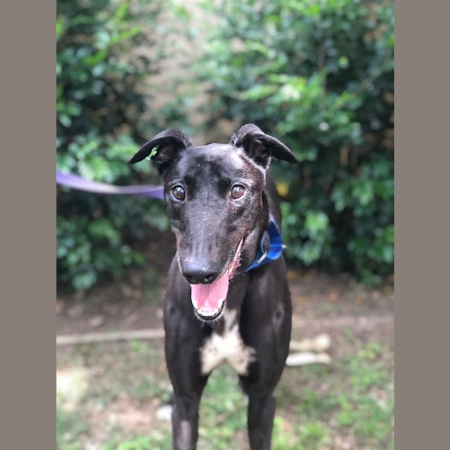 Photo of Django