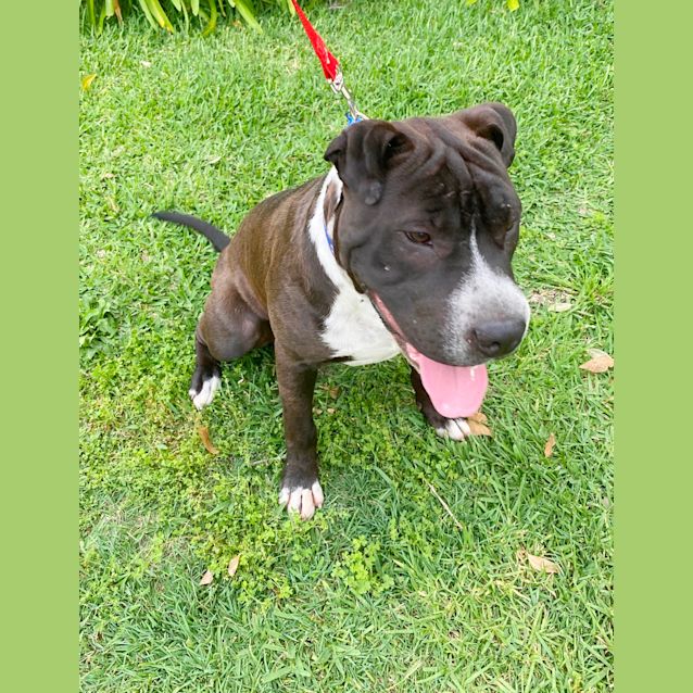 Photo of Cuddles ~ 6mo Sharpei X (On Trial 29/11/20)