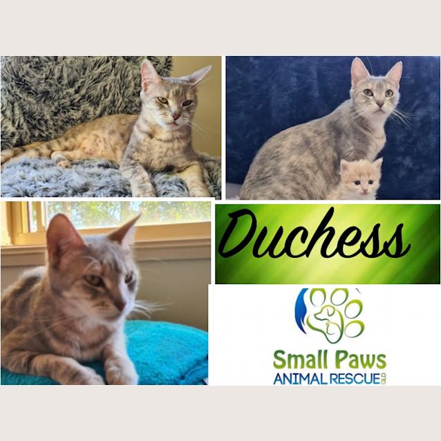 Photo of Duchess