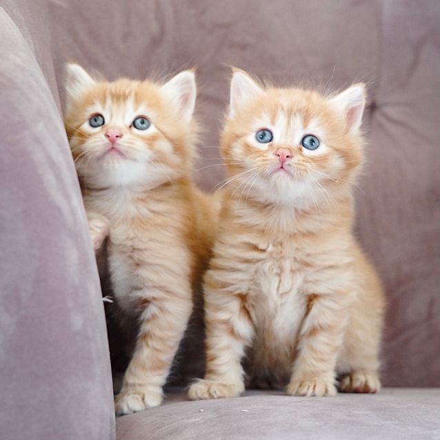 Photo of Alder & Ainsley ~ 8wo Kittens (On Trial 24/11/20)