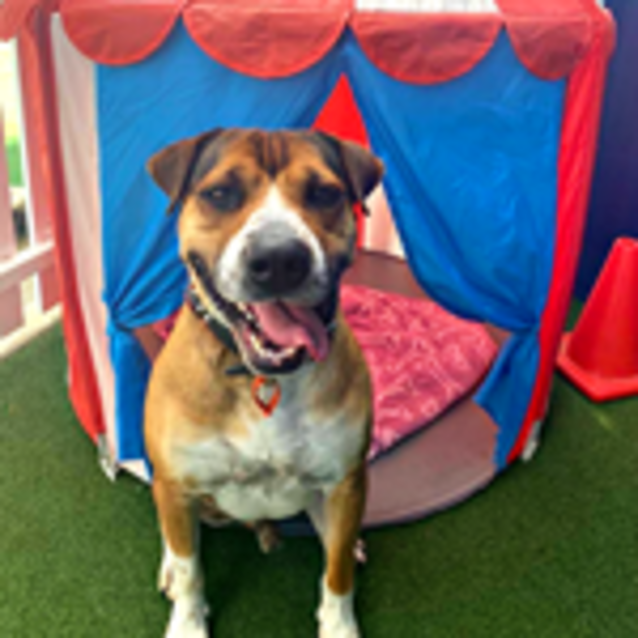 Photo of Rusty