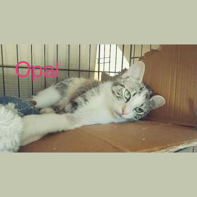 Photo of Opal