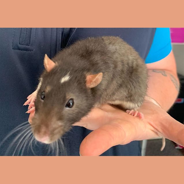 Photo of Oreo