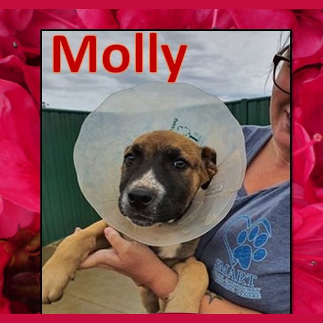 Photo of Molly