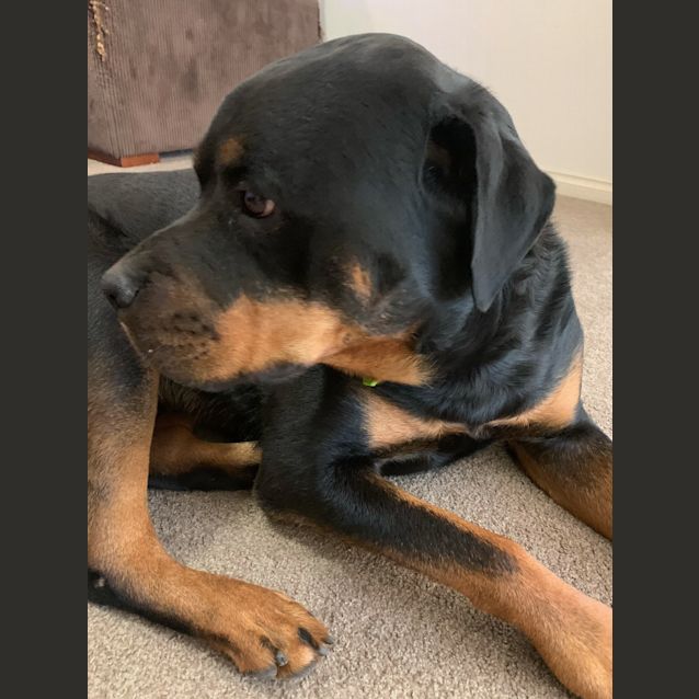 Photo of Tyson