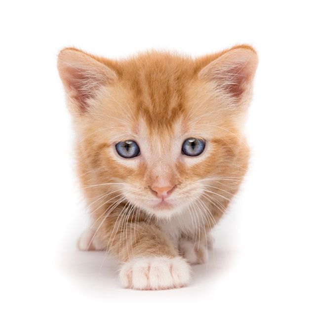 Photo of Jasper